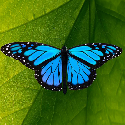 mariposa